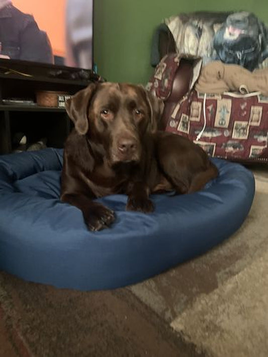 Cozypaws Orthopedic Dog Bed - the Original Reversable Dog Bed